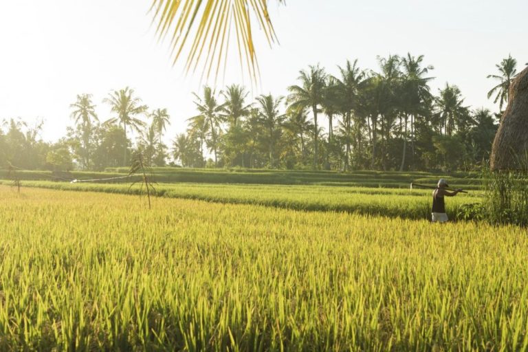 The Complete History of Rice Cultivation